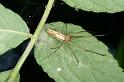 Tetragnatha_montana_D3733_Z_89_Vinkenveense plassen_Nederland